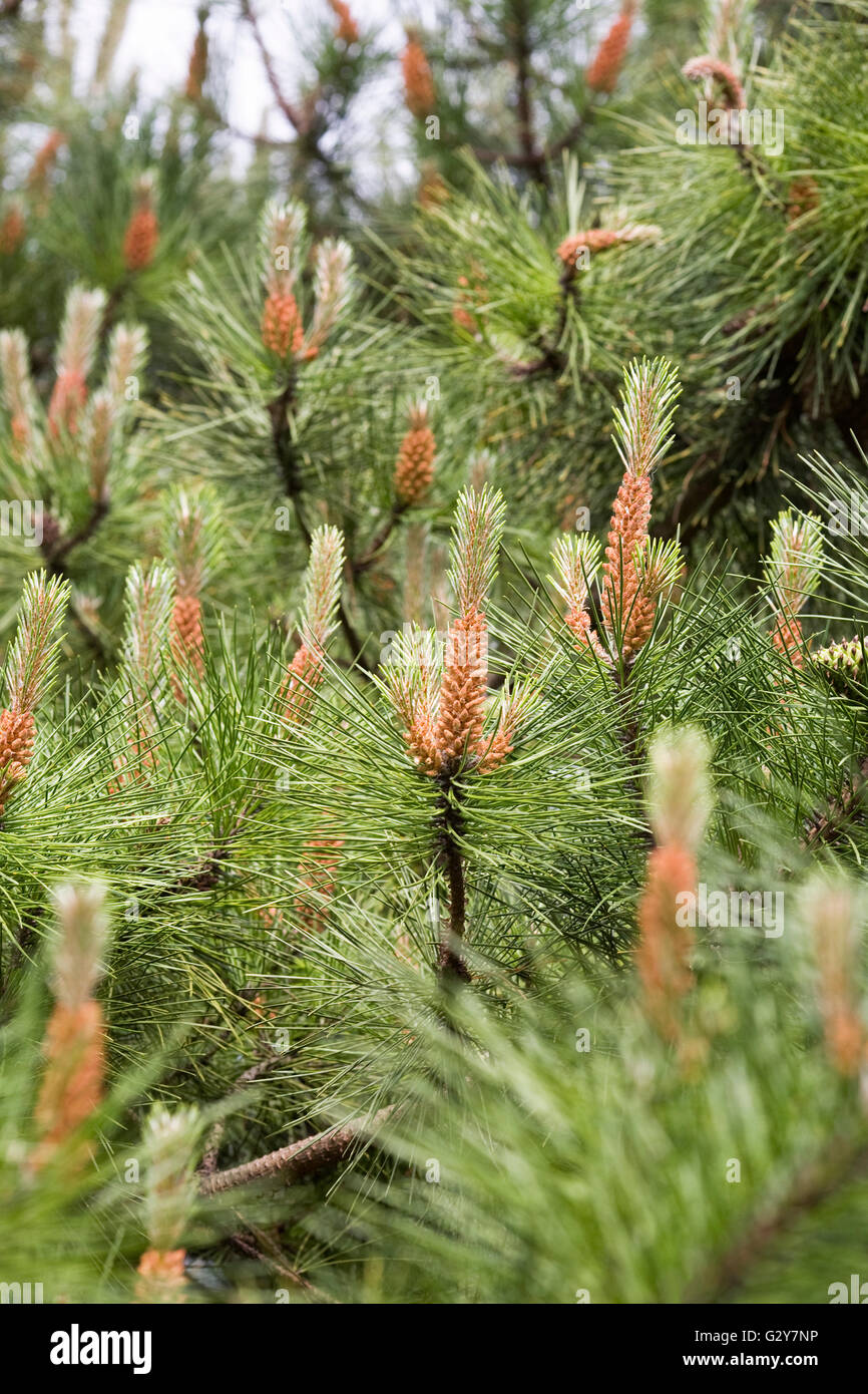 Les cônes de Pinus muricata au printemps. Pin de l'évêque. Banque D'Images