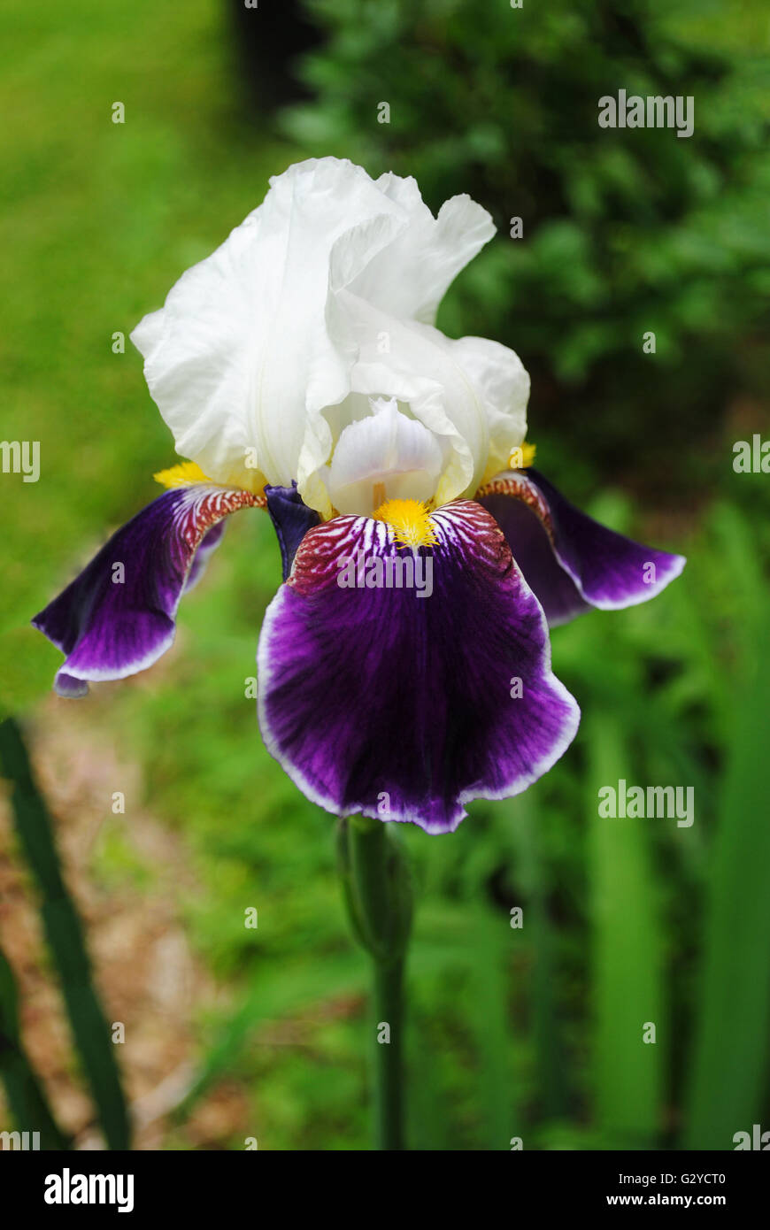 Mauve et blanc Iris qui fleurit au printemps Photo Stock - Alamy