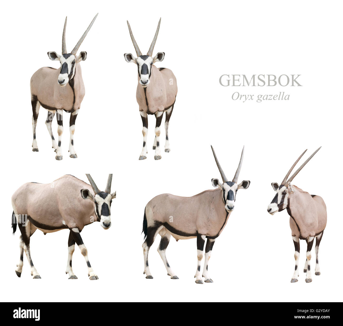 Gemsbok, Oryx gazella ou isolé sur fond blanc Banque D'Images