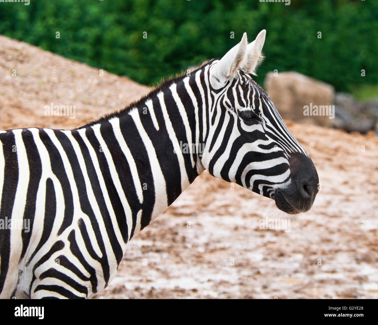Profil Zebra en grève Banque D'Images