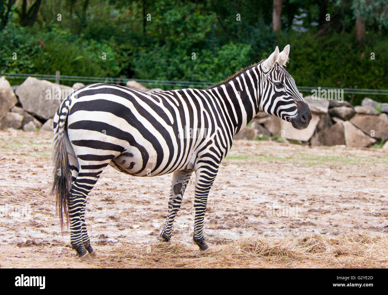 Rayé noir et blanc Zebra Banque D'Images