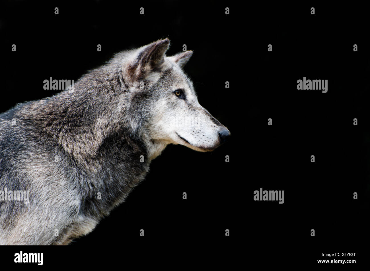Wolf Banque D'Images