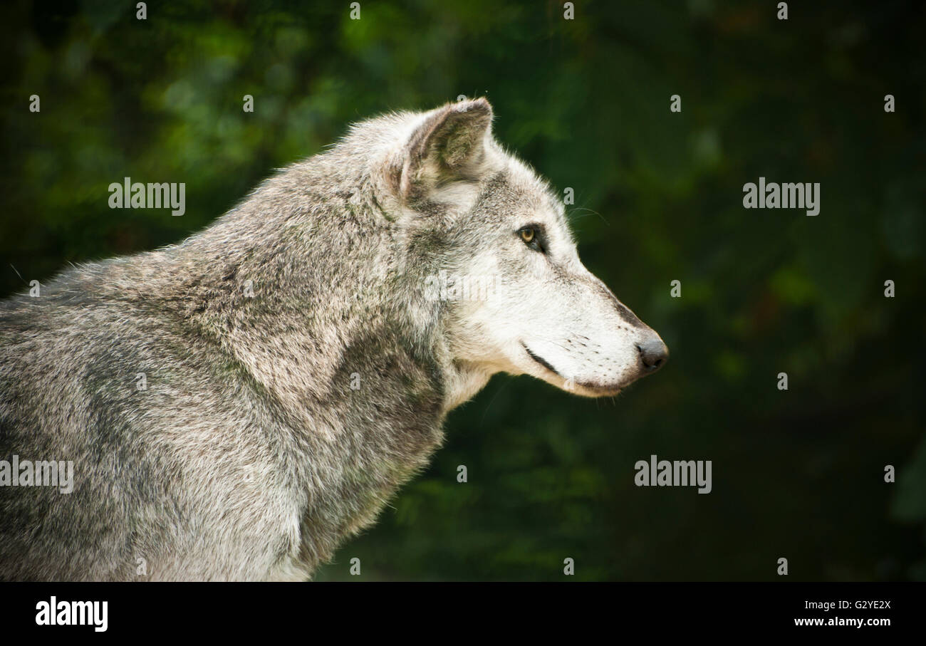 Profil de loup sauvage Banque D'Images