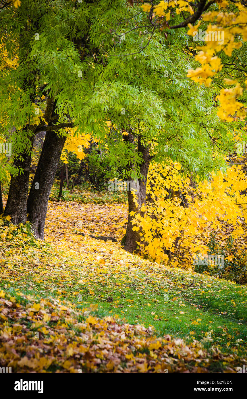 Beau parc dans c'est vert-jaune teintes de feuillage, d'un close up Banque D'Images