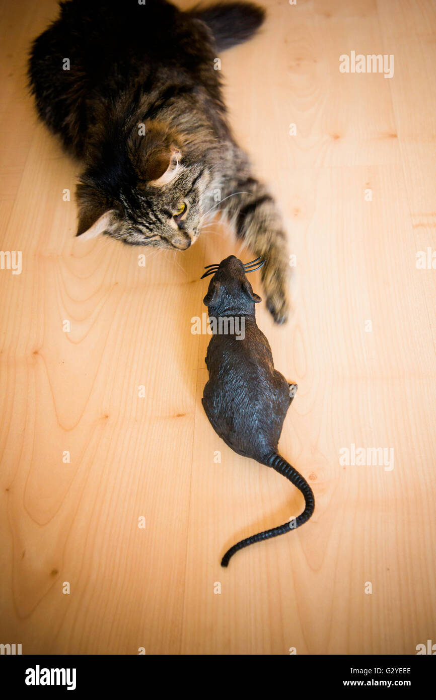 Les tabby chat jouant avec une souris jouet en plastique Banque D'Images