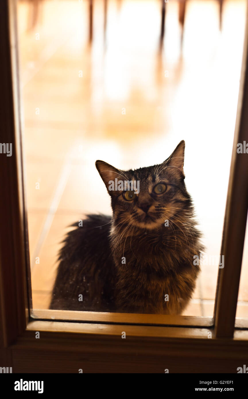 Cat derrière la porte de verre Banque D'Images