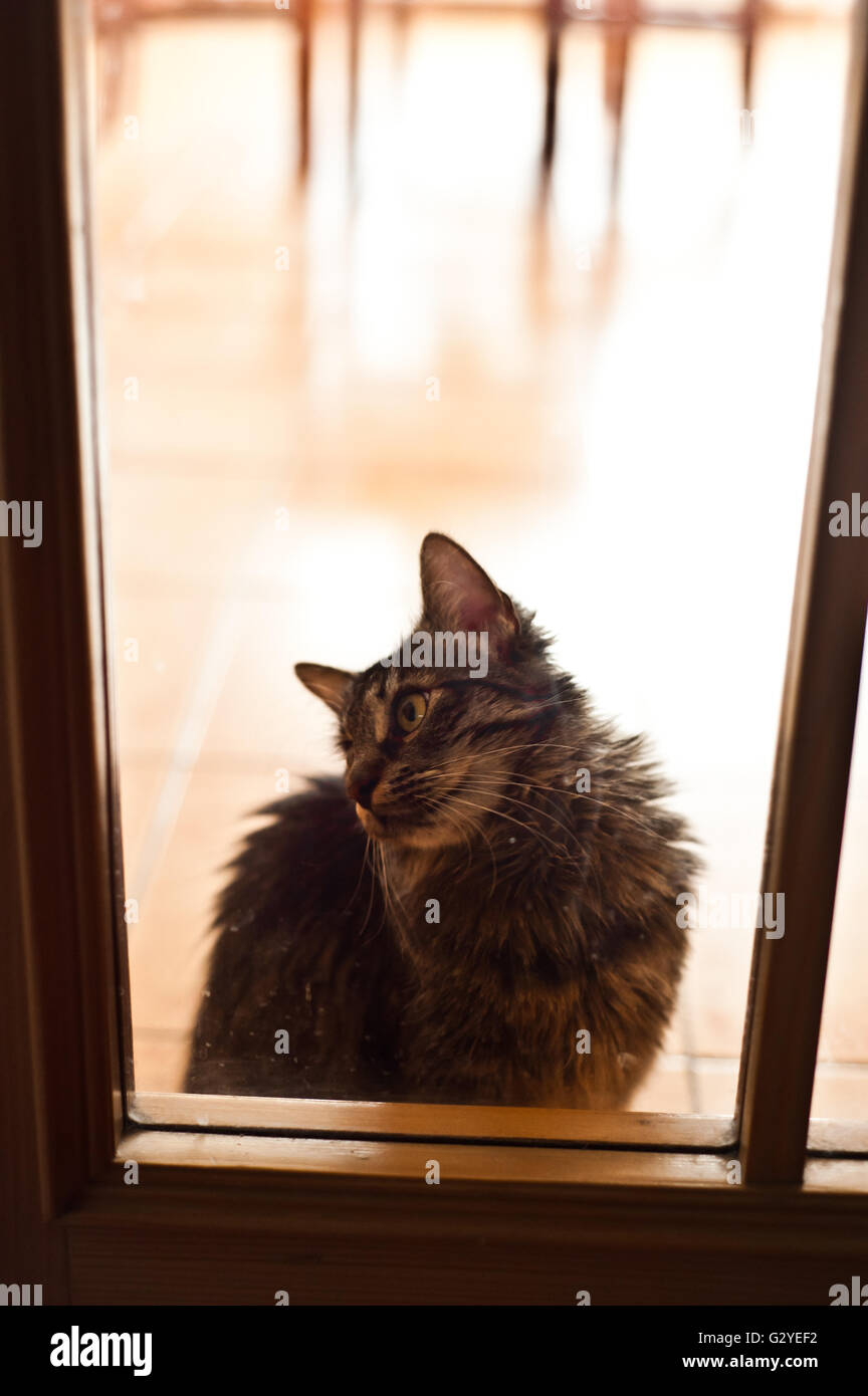 Cat derrière la porte de verre Banque D'Images