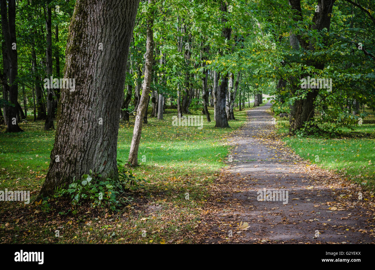 Alley dans le vieux parc d'automne, paysage d'automne Banque D'Images