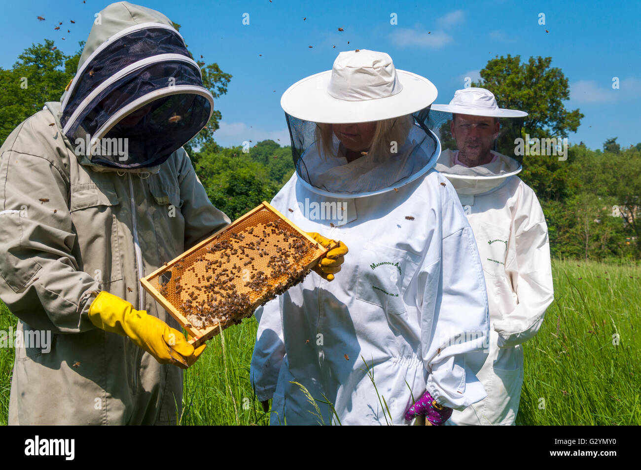 Bathampton Meadows, baignoire, Somerset, Royaume-Uni. 5 juin 2016. Dans le cadre de la fiducie de la faune sauvage '30 jours' les visiteurs s'inscrire à l'Université de Bath's bee research station. Pete Davis (à gauche) de l'Association des apiculteurs baignoire explique l'art de l'élevage d'abeilles pour les visiteurs. Cette importante recherche site est menacé par le projet 'Park and Ride" sur les prairies adjacentes. Crédit : Richard Wayman/Alamy Live News Banque D'Images