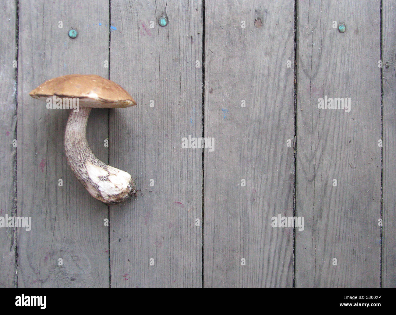 Sur fond de bois de champignons Boletus. Cèpes d'automne Banque D'Images