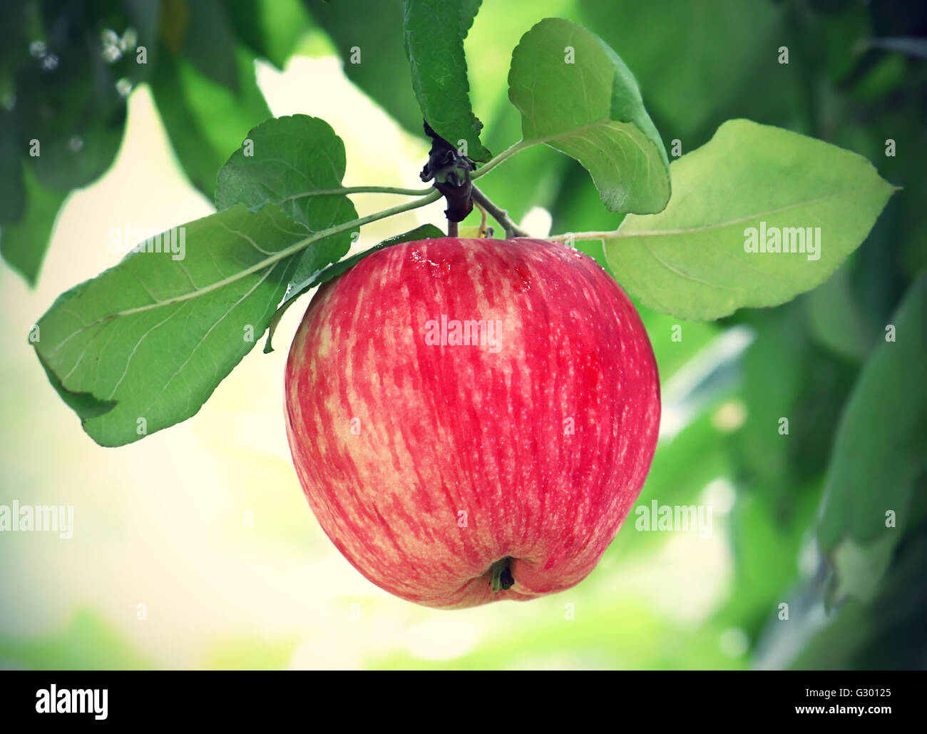 Branche avec apple savoureux lumineux Banque D'Images