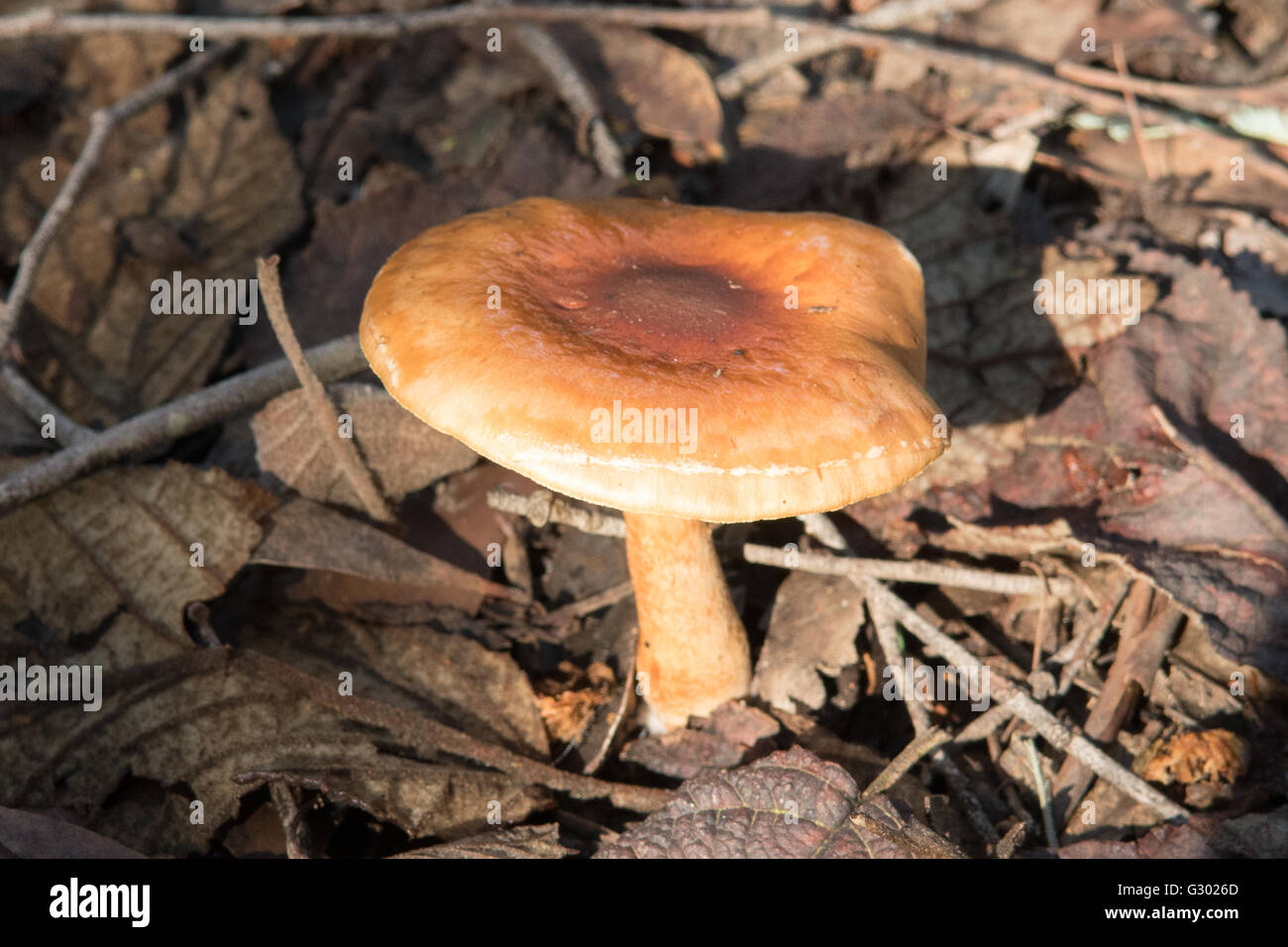 Hygrophoropsis aurantiaca, fausse chanterelle à Kinglake NP, Victoria, Australie Banque D'Images