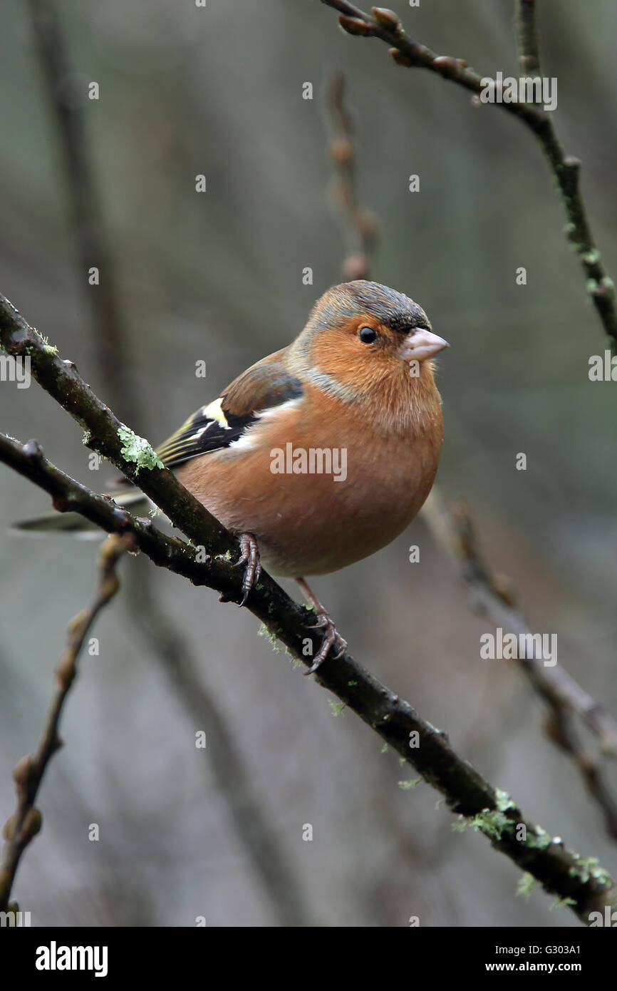 Chaffinch, homme en hiver, Resrervoir Stithians, Cornwall, England, UK. Banque D'Images