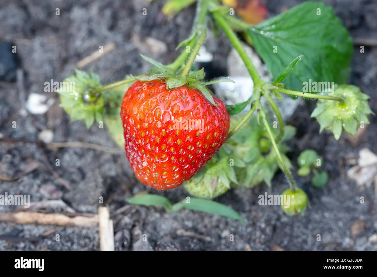 Des fraises fraîches sur le buisson Banque D'Images