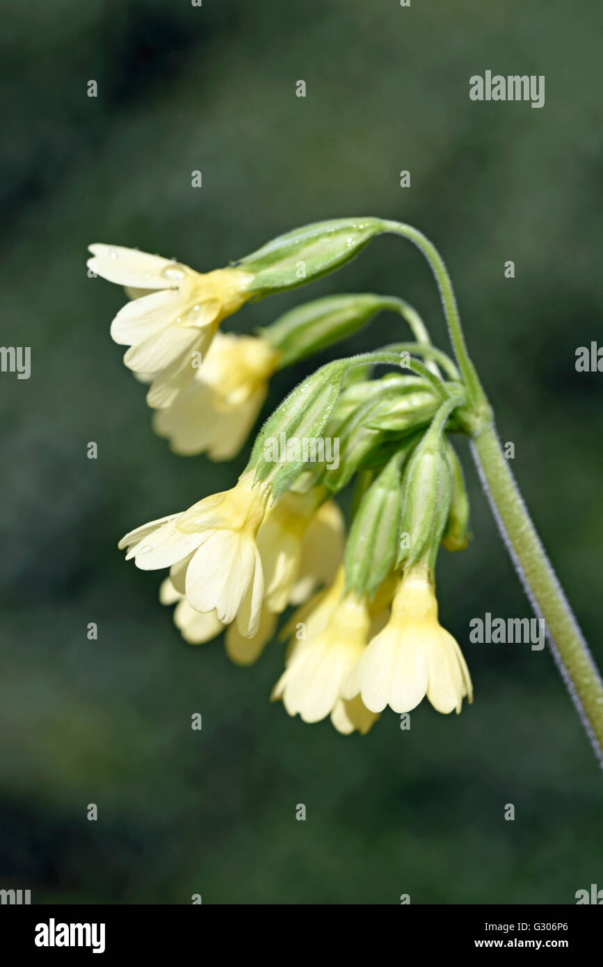 Oxslip fleurs Primula elatior close-up Banque D'Images