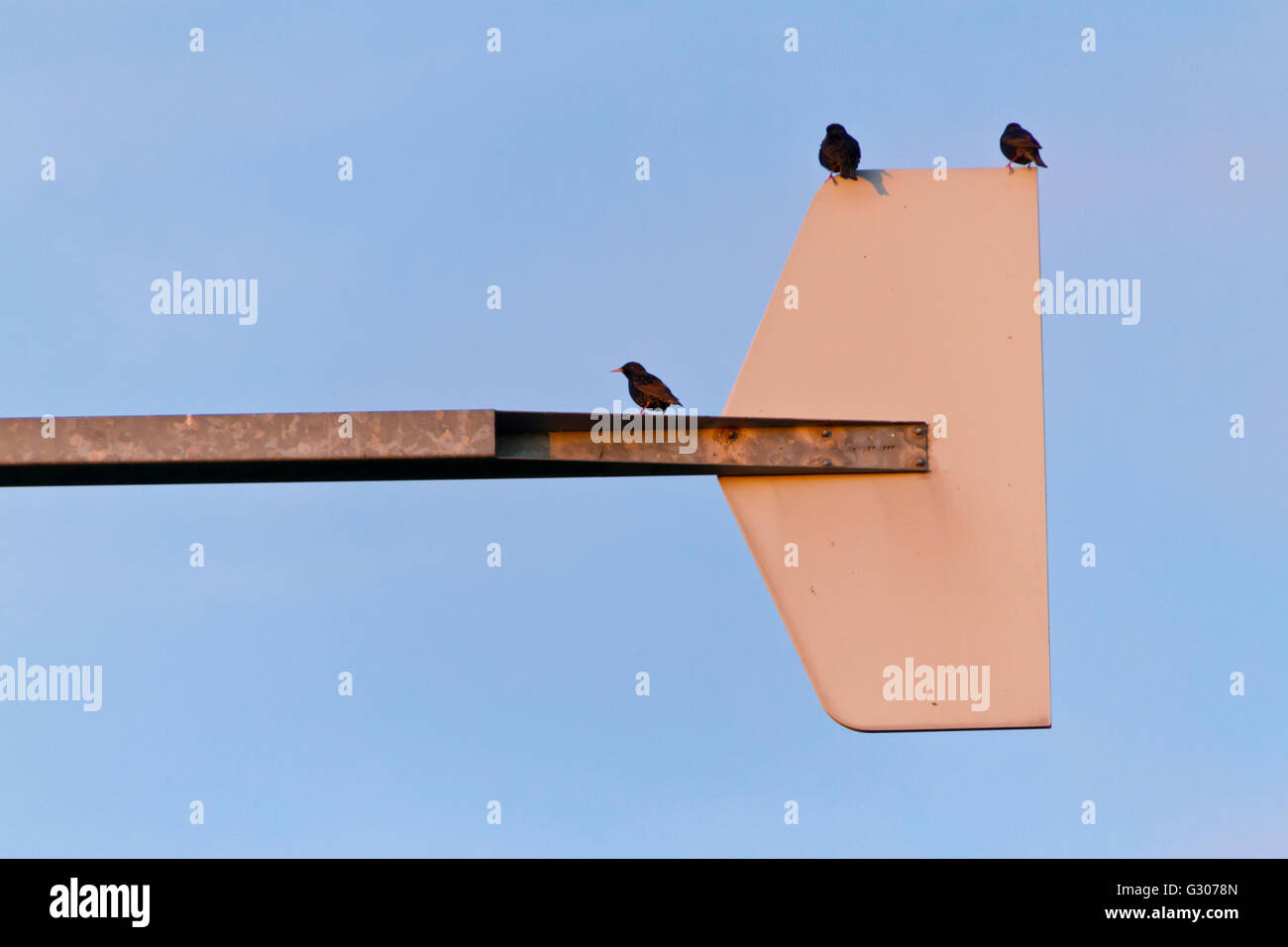 Les oiseaux sur wind turbine Banque D'Images