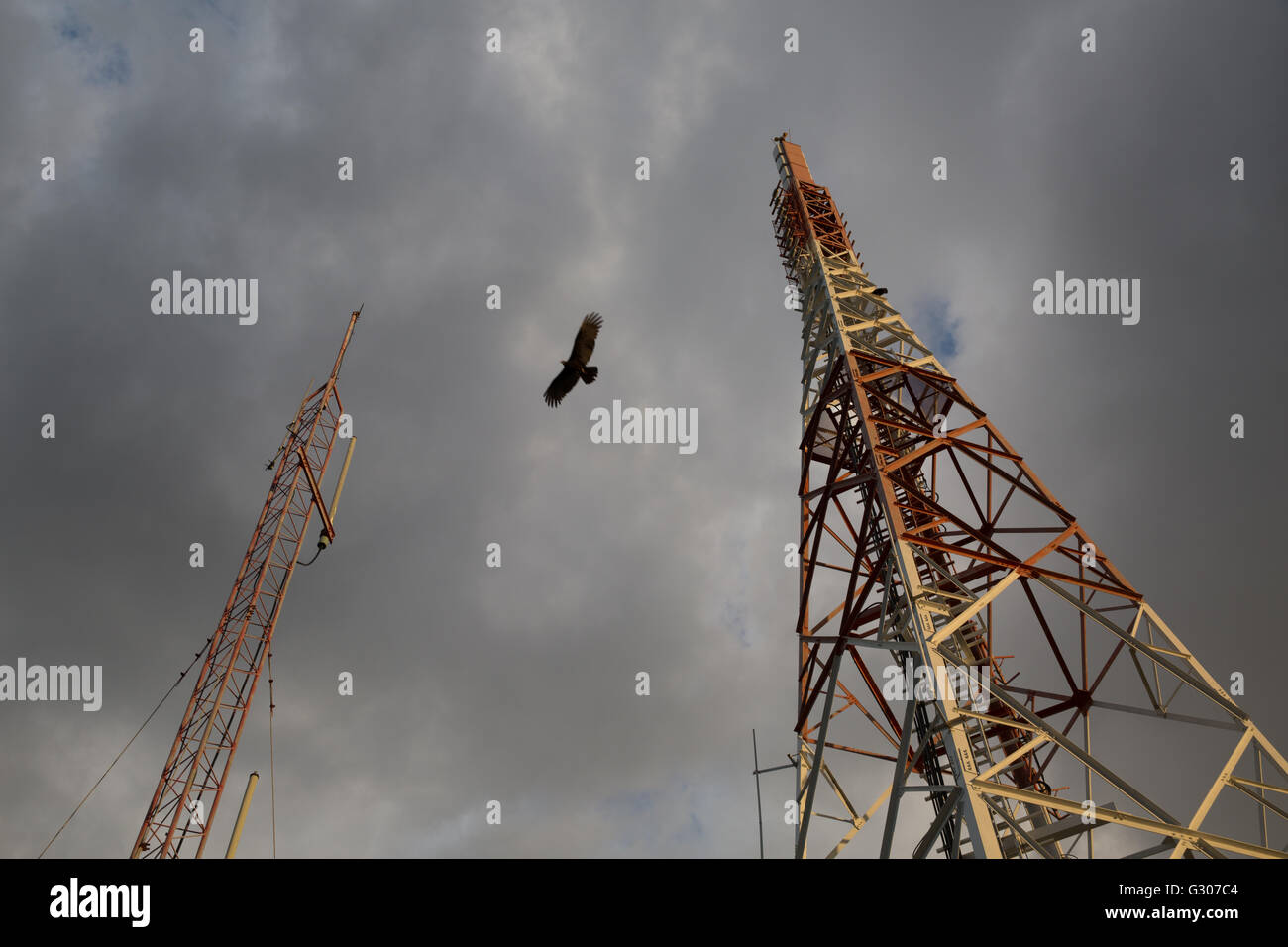 Un oiseau de proie vole entre deux mâts d'antenne à Trinidad, Cuba Banque D'Images