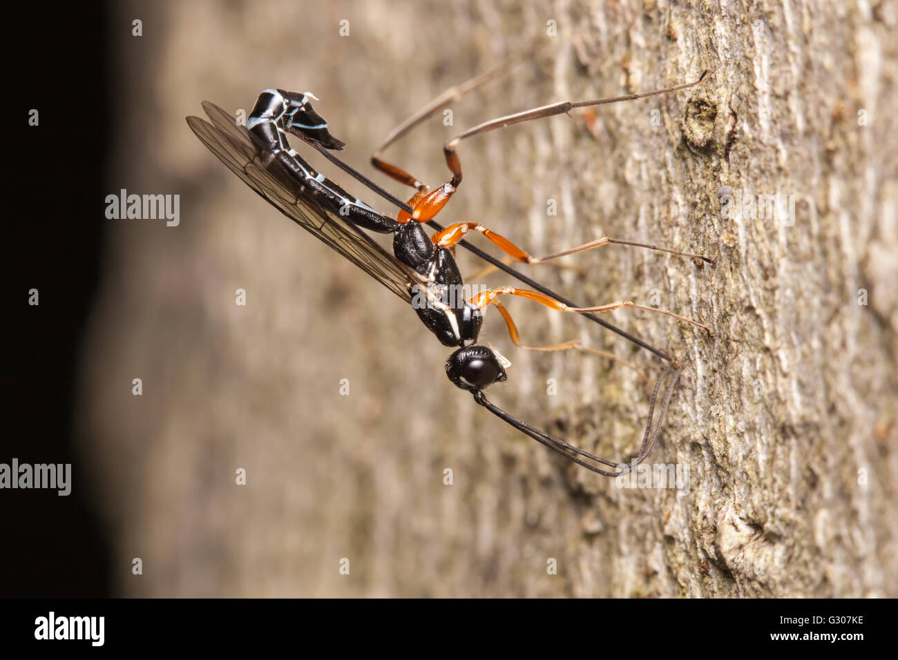 Une femelle de guêpe ichneumonide (Podoschistus vittifrons) oviposits (pond des oeufs) dans les larves de guêpes de bois dans le tronc d'un arbre mort. Banque D'Images