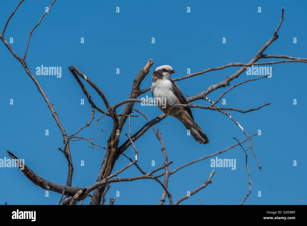 Le sud de pied dans des branches d'arbres morts discoureur Banque D'Images