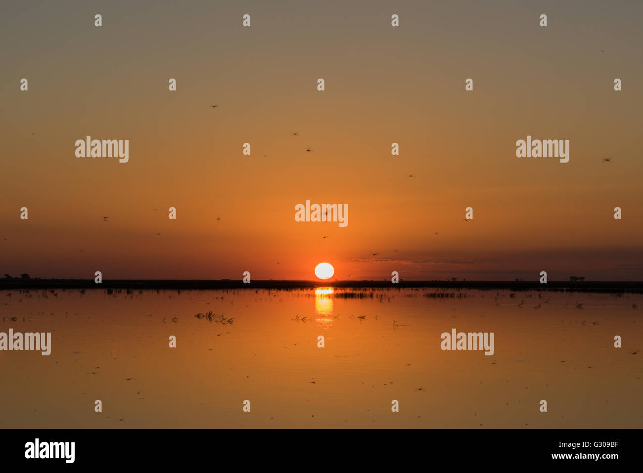 Coucher de soleil sur la rivière avec beaucoup de libellules Banque D'Images