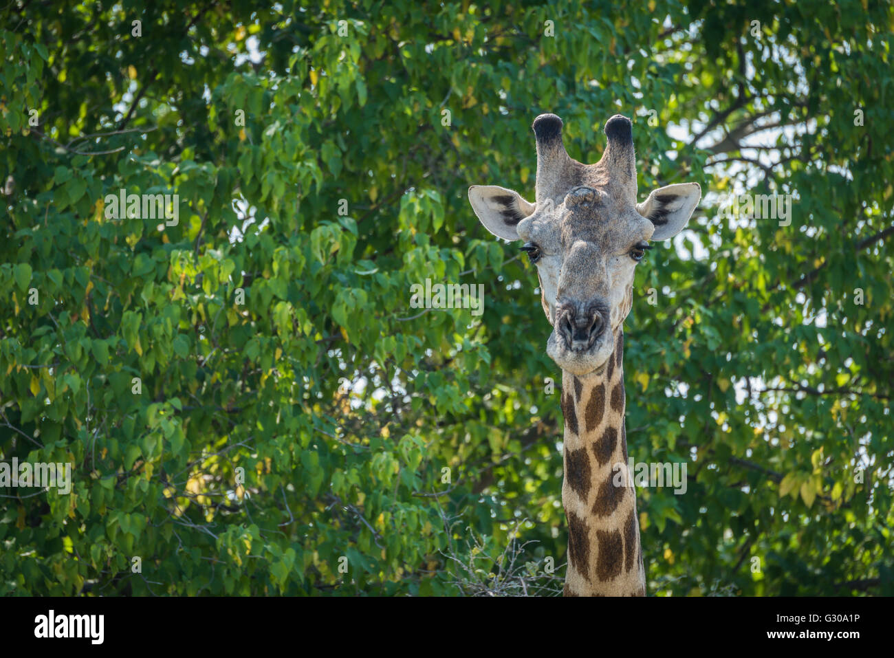 Close-up of girafe d'Afrique du Sud dans les arbres Banque D'Images