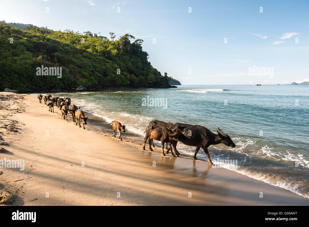 Le buffle d'eau sur la plage à Sungai Pinang, près de Padang à l'Ouest de Sumatra, Indonésie, Asie du Sud, Asie Banque D'Images