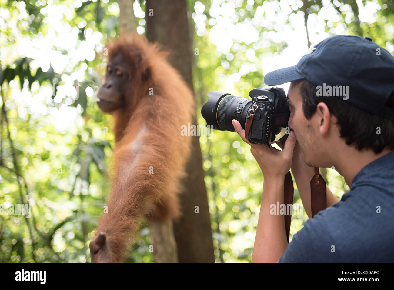 Photographe prendre une photo d'un orang-outan dans la jungle du parc national de Gunung Leuser, Bukit Lawang, au nord de Sumatra, Indonésie Banque D'Images