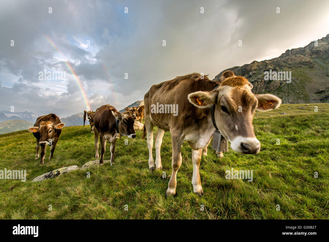 Images arc-en-ciel un troupeau de vaches qui paissent dans les verts pâturages de Campagneda Alp, Valtournenche, Valtellina, Lombardie, Italie, Europe Banque D'Images