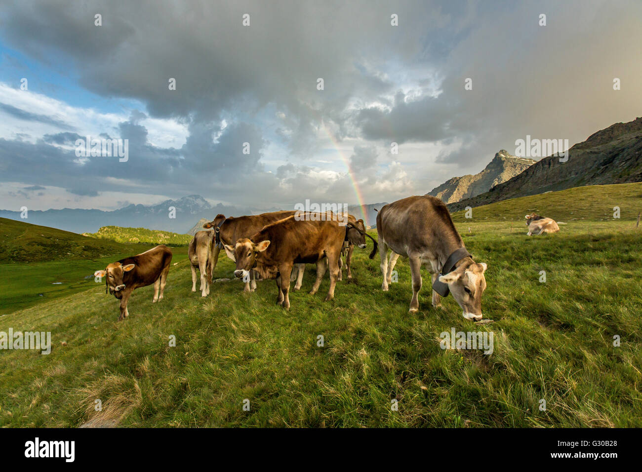 Images arc-en-ciel un troupeau de vaches qui paissent dans les verts pâturages de Campagneda Alp, Valtournenche, Valtellina, Lombardie, Italie, Europe Banque D'Images