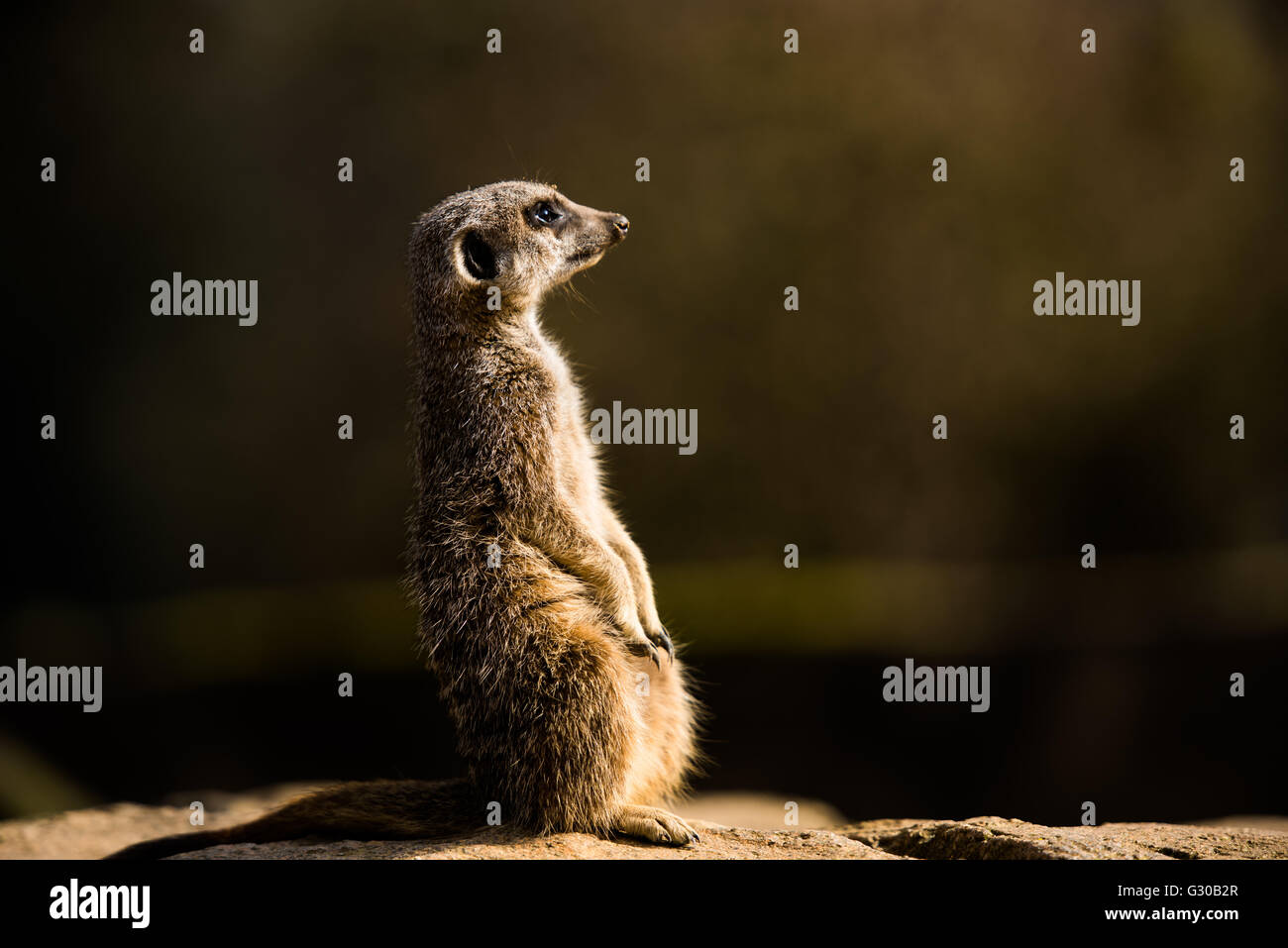 Meerkat () suricate (Suricata suricatta), Royaume-Uni, Europe Banque D'Images
