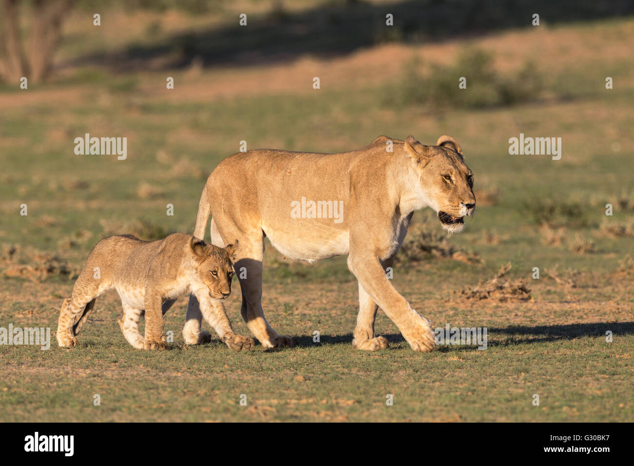 Lionne avec cub (Panthera leo), Kgalagadi Transfrontier Park, Northern Cape, Afrique du Sud, l'Afrique Banque D'Images