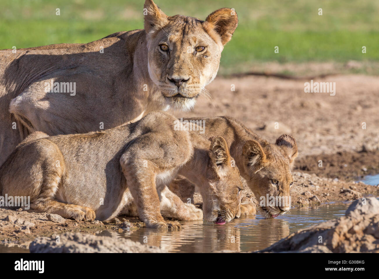 Lionne avec oursons (Panthera leo) à l'eau, Kgalagadi Transfrontier Park, Northern Cape, Afrique du Sud, l'Afrique Banque D'Images
