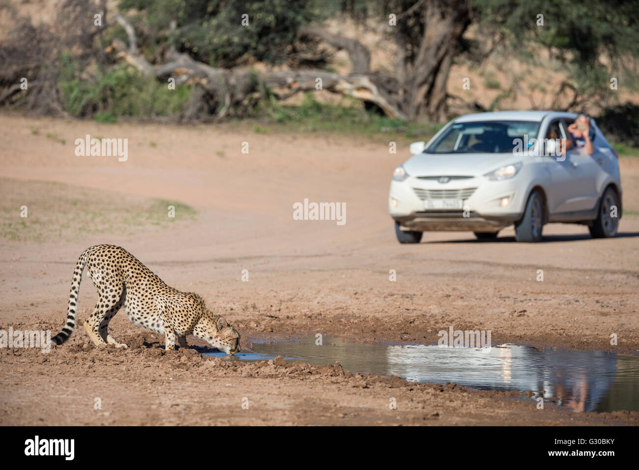 Le Guépard (Acinonyx jubatus) vu sur l'auto route safari, Kgalagadi Transfrontier Park, Afrique du Sud, l'Afrique Banque D'Images