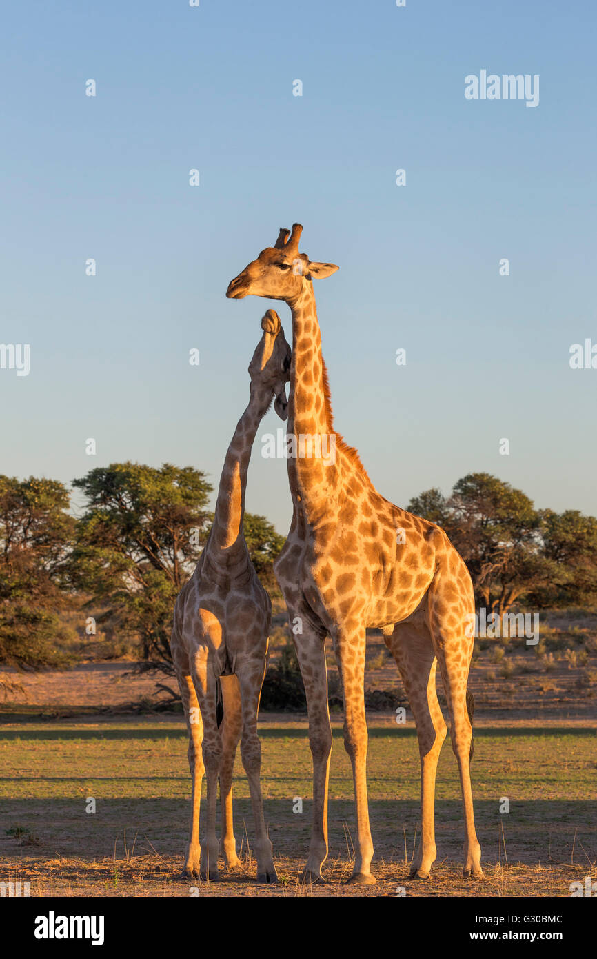 Girafe (Giraffa camelopardalis) Gorges, Kgalagadi Transfrontier Park, Northern Cape, Afrique du Sud, l'Afrique Banque D'Images