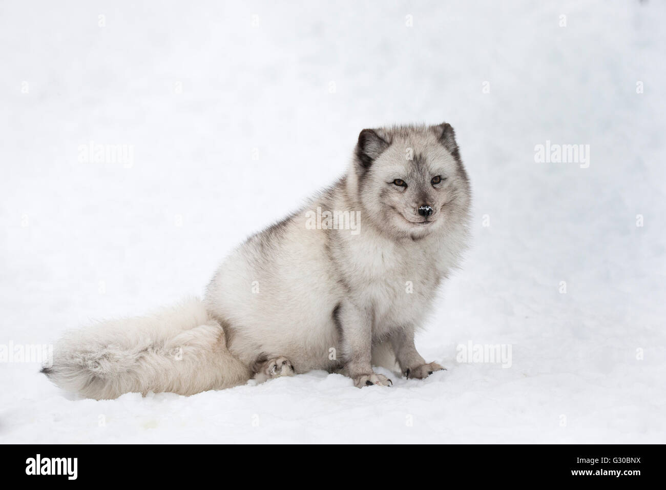 Vixen renard arctique (Vulpes lagopus), captive, Highland Wildlife Park, Kingussie, Highlands, Ecosse, Royaume-Uni Banque D'Images