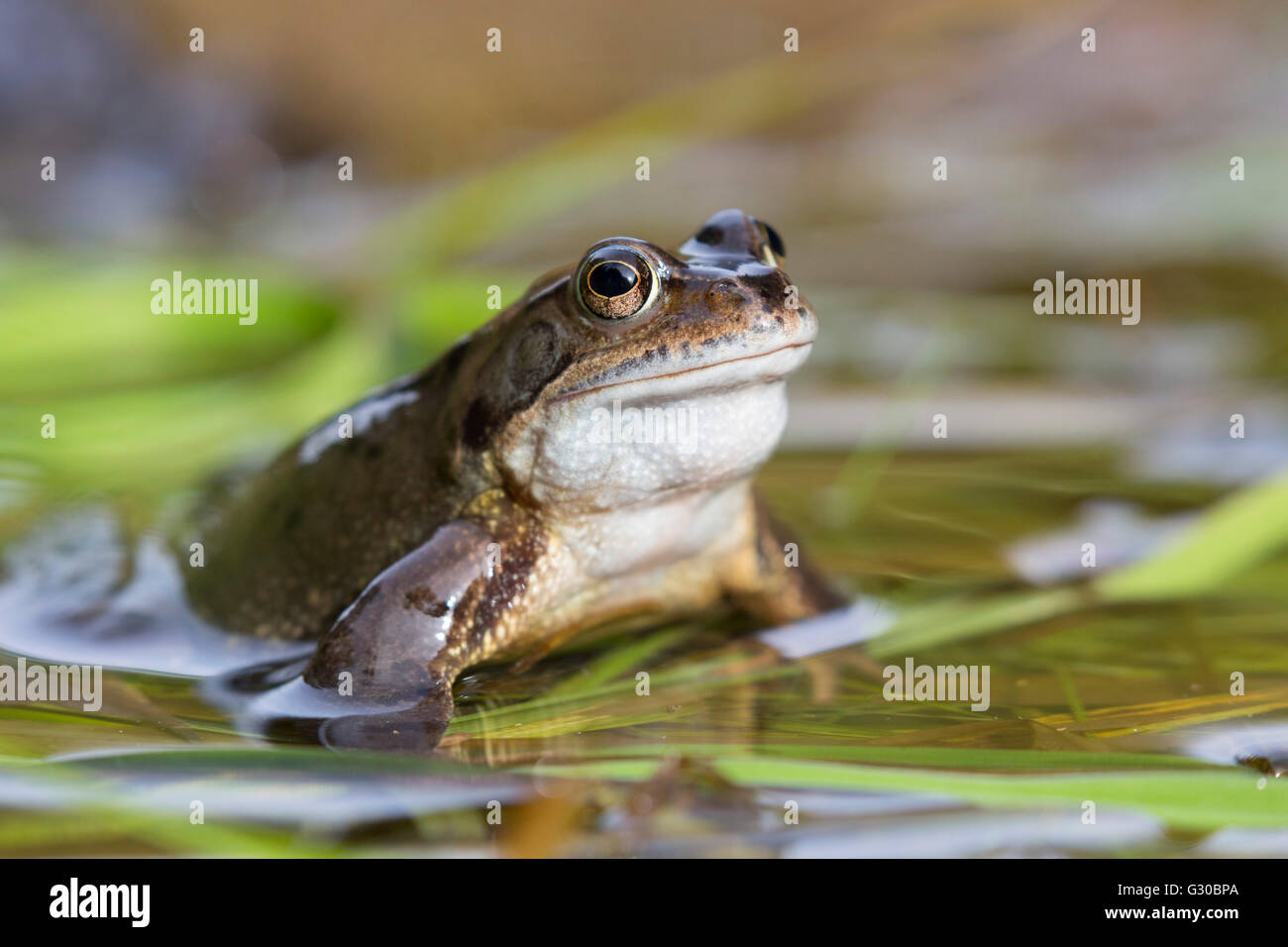 Grenouille rousse (Rana temporaria), Northumberland, Angleterre, Royaume-Uni, Europe Banque D'Images