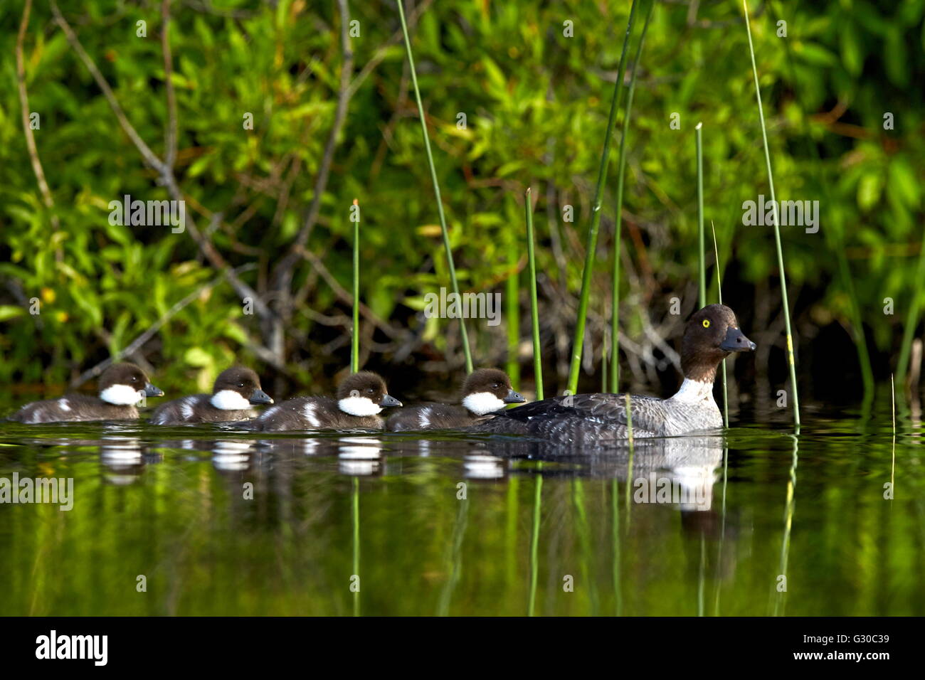 Le garrot à œil d'or (Bucephala clangula) femmes natation avec quatre poussins, lac Le Jeune Provincial Park, British Columbia, Canada Banque D'Images