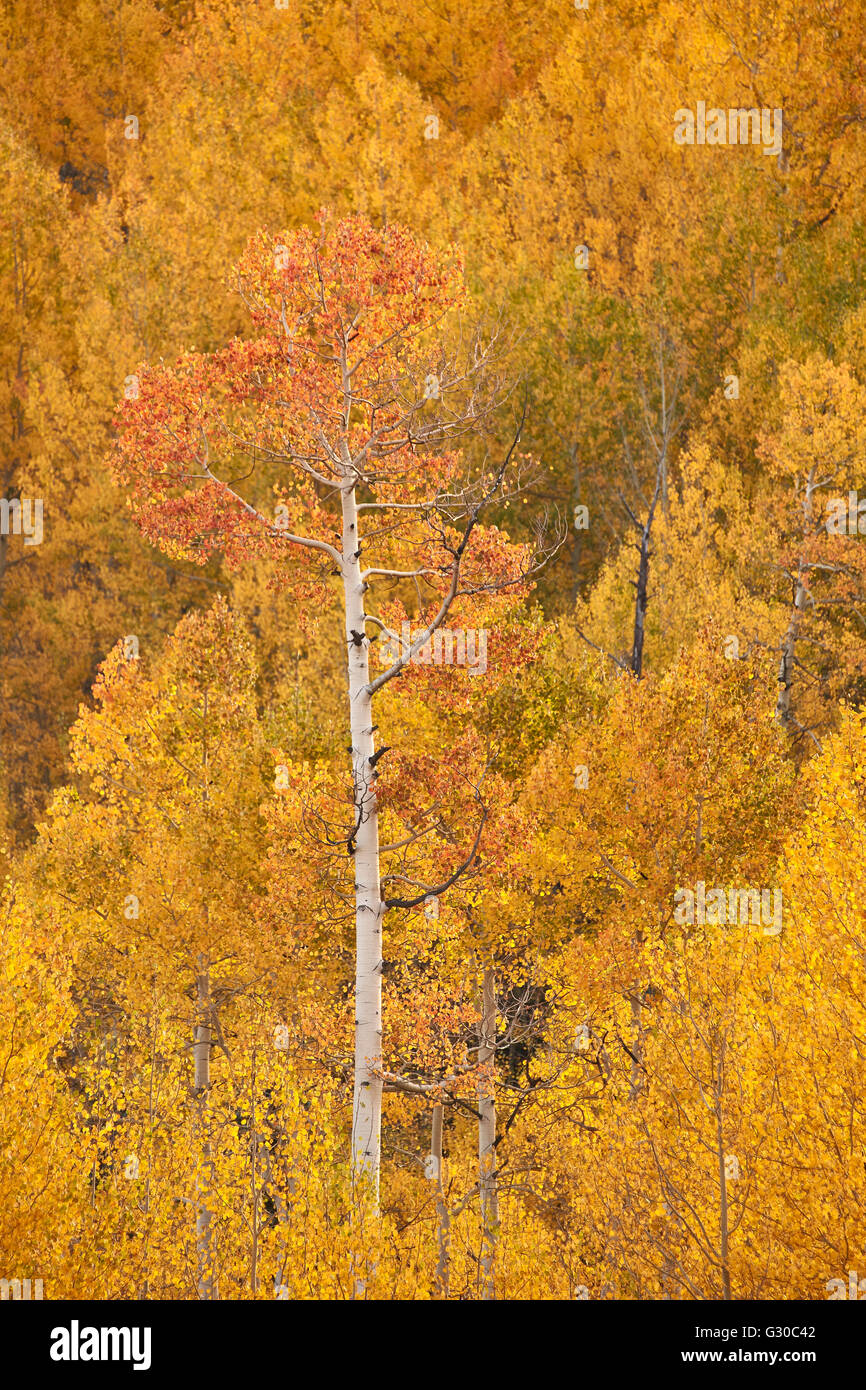 Aspen jaune et orange à l'automne, l'Uncompahgre National Forest, Colorado, États-Unis d'Amérique, Amérique du Nord Banque D'Images