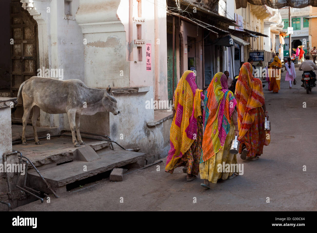 Mesdames en vêtements traditionnels en passant devant une vache dans la rue à Deogarh, Rajasthan, Inde, Asie Banque D'Images