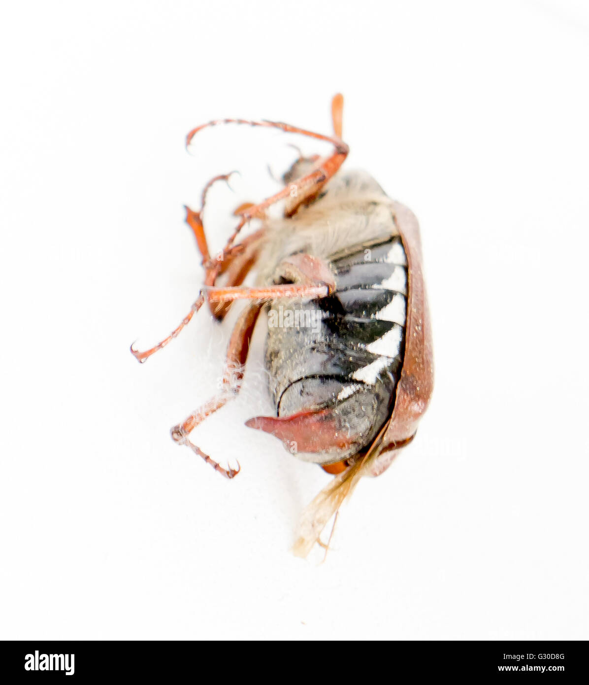 Les morts bug hanneton européen. Banque D'Images
