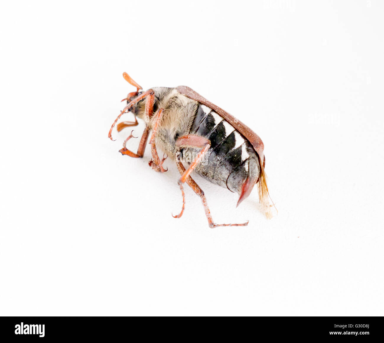 Les morts bug hanneton européen. Banque D'Images
