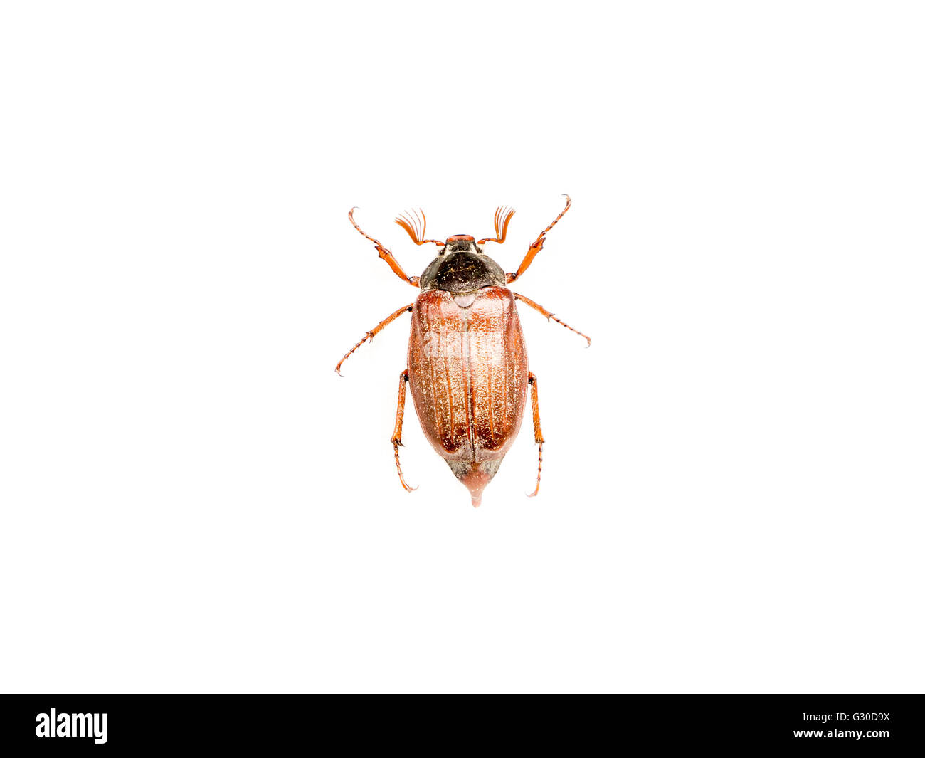 L'insecte Insecte hanneton européen. Banque D'Images