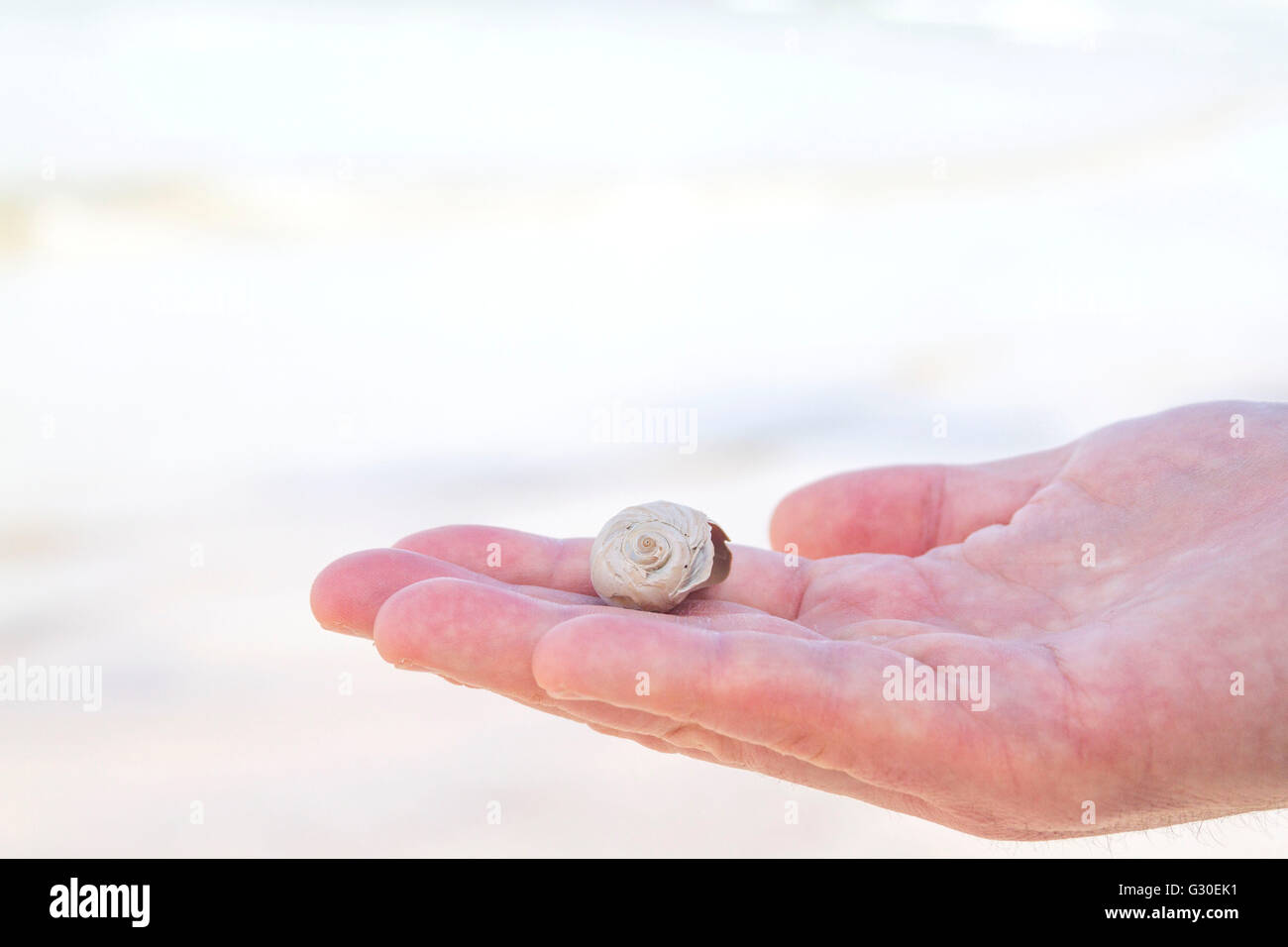 Le nord de l'homme tenant une lune coquille d'escargot qu'il a trouvé sur une plage Banque D'Images Le nord de l'homme tenant une lune coquille d'escargot qu'il a trouvé sur une plage Banque D'Images