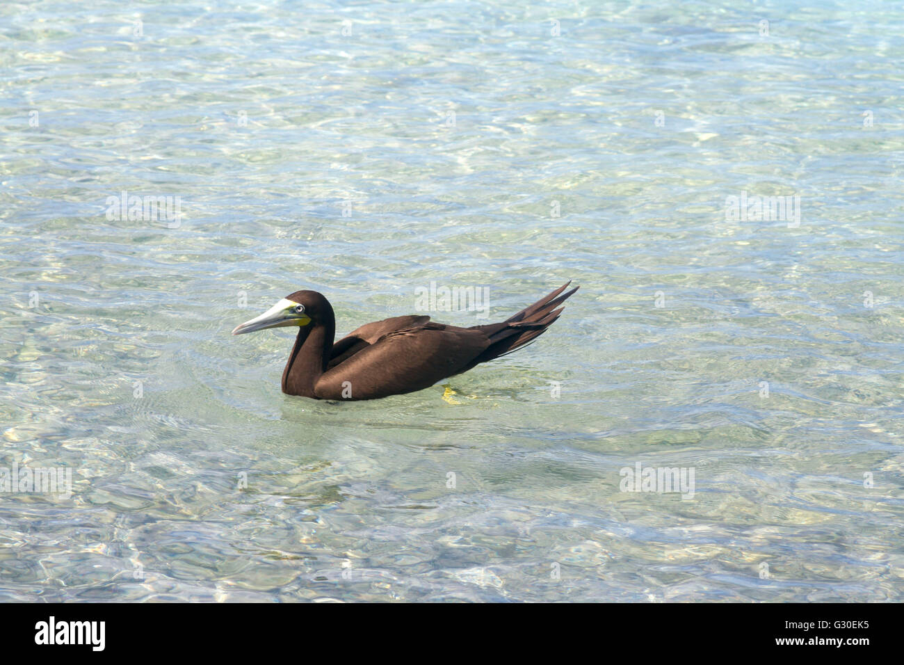 Seul fou brun piscine la mer des Caraïbes Banque D'Images Seul fou brun piscine la mer des Caraïbes Banque D'Images