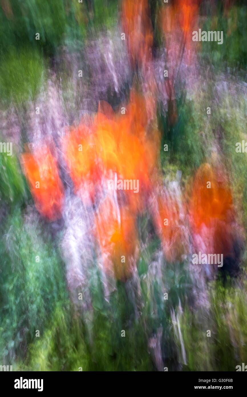Fleurs aux couleurs vives Banque de photographies et d’images à haute ...