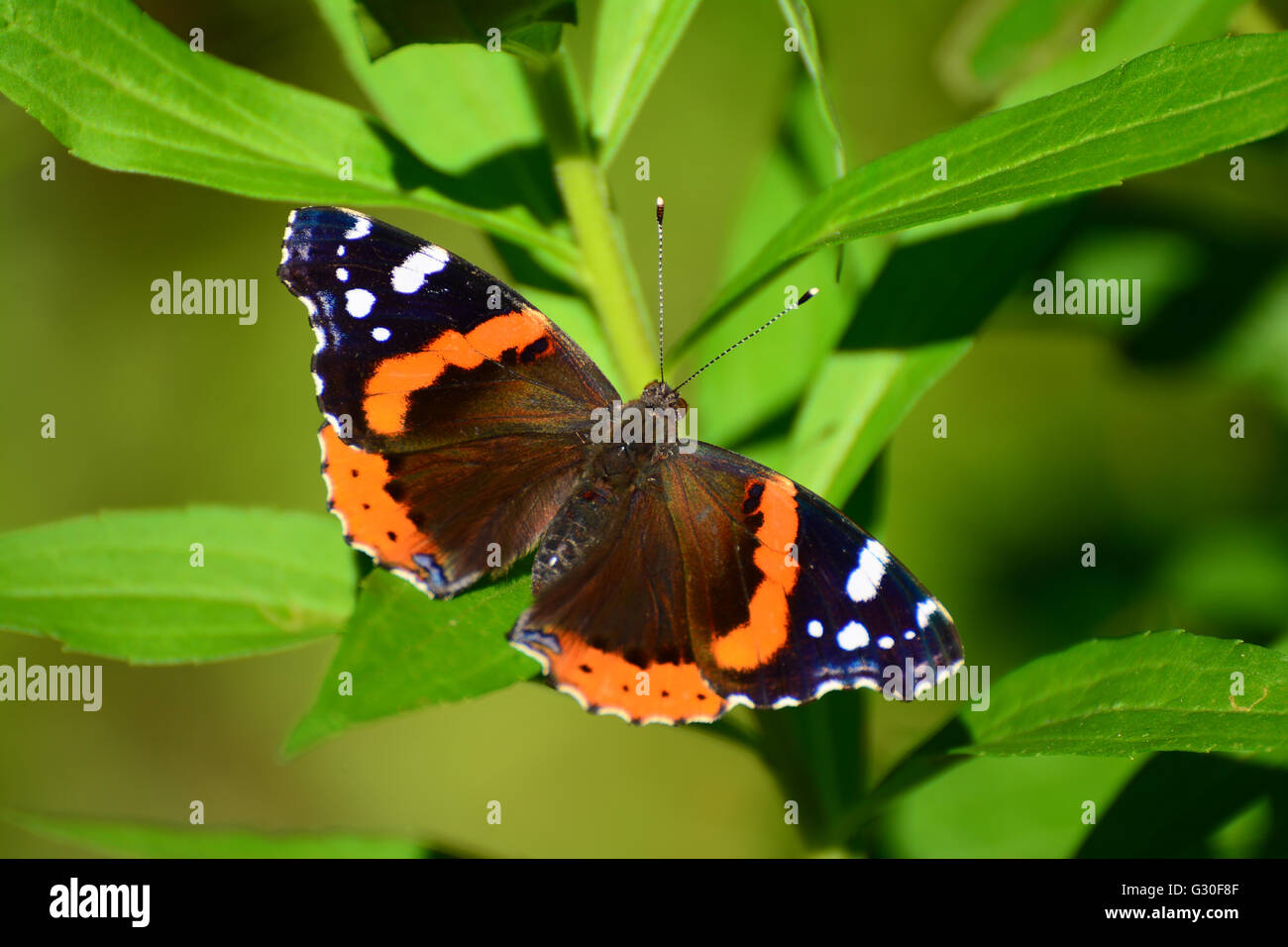 Papillon amiral rouge Banque D'Images