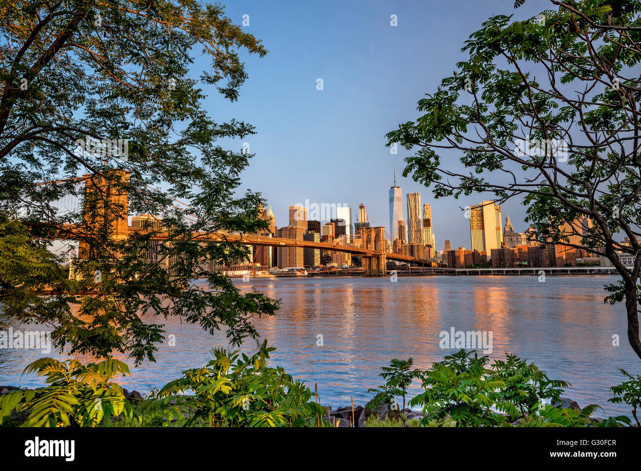 Toits de New York et les arbres avec pont de Brooklyn Banque D'Images