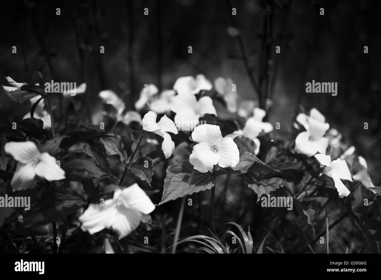 Noir et blanc de fleurs de trille Banque D'Images