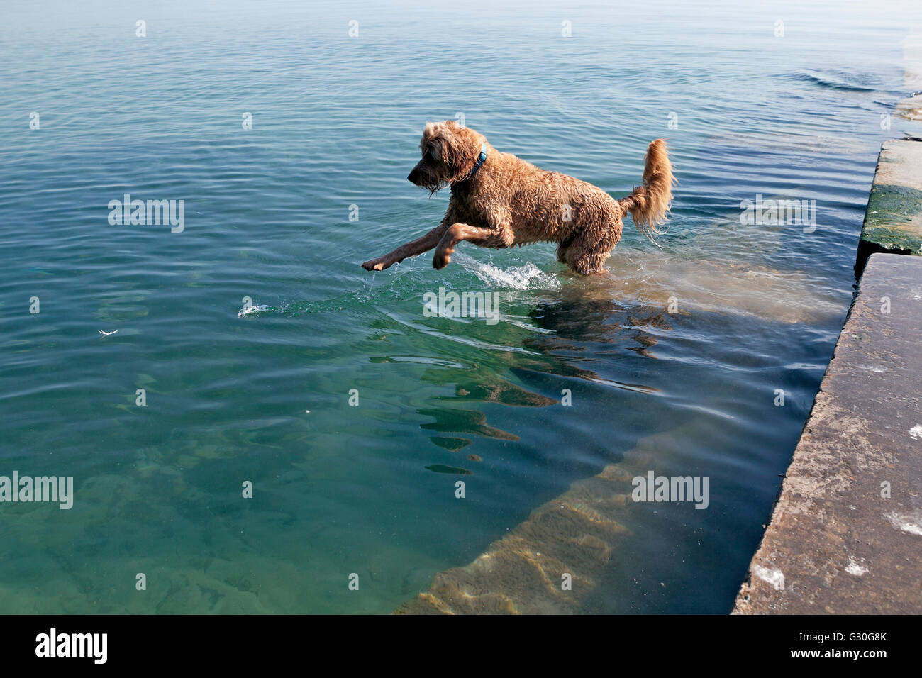 La rive du lac Michigan à Milwaukee, Wisconsin offre de nombreux endroits pour les chiens et les humains à jouer. Banque D'Images