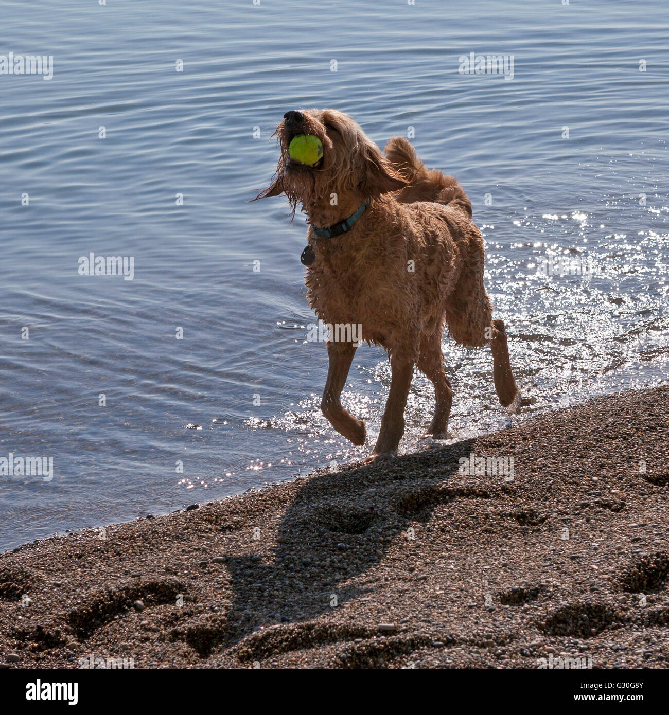 La rive du lac Michigan à Milwaukee, Wisconsin offre de nombreux endroits pour les chiens et les humains à jouer. Banque D'Images
